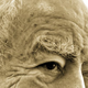 Illustration for article titled Kleinman, E. - How to Fight Aging in the Brain